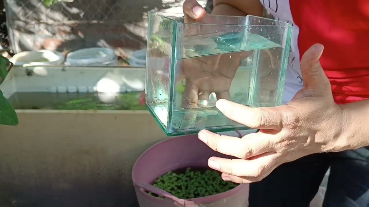 genotipo y fenotipo de los guppys