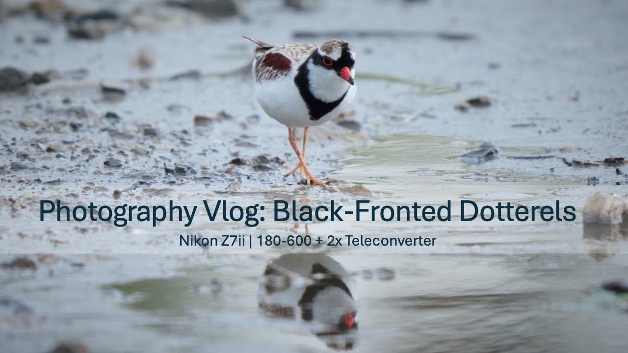 Photography Vlog: Black fronted dotterel in NZ | Nikkor 180-600mm + 2x teleconverter 