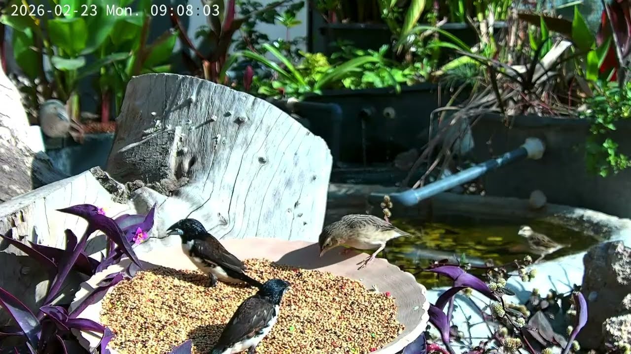 Softbills birds aviary livestream