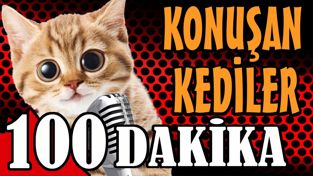 Konuşan Kediler 100 Dakika 2.B&ouml;l&uuml;m - En Komik Kedi Videoları - PATİ TV