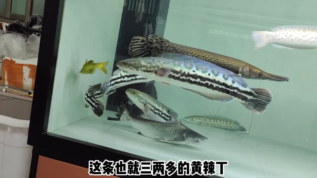 26厘米黄辣丁挑战猛鱼缸，以为混养成功了，结果第二天被它……