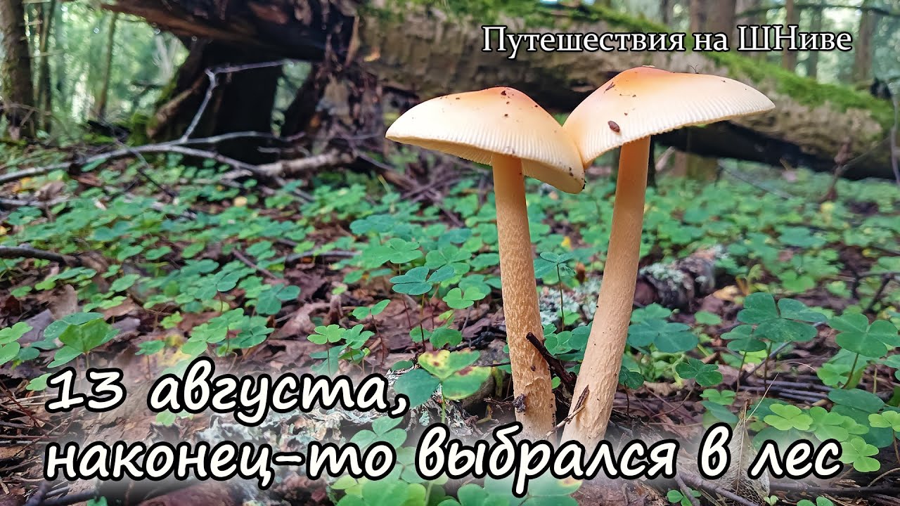 13 августа, Волоколамский район. Выбрался проверить грибы по любимым местам.