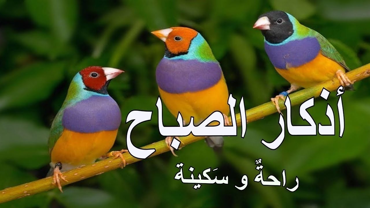 أذكار الصباح سكينة وراحة للقارئ علاء عقل Morning prayers 