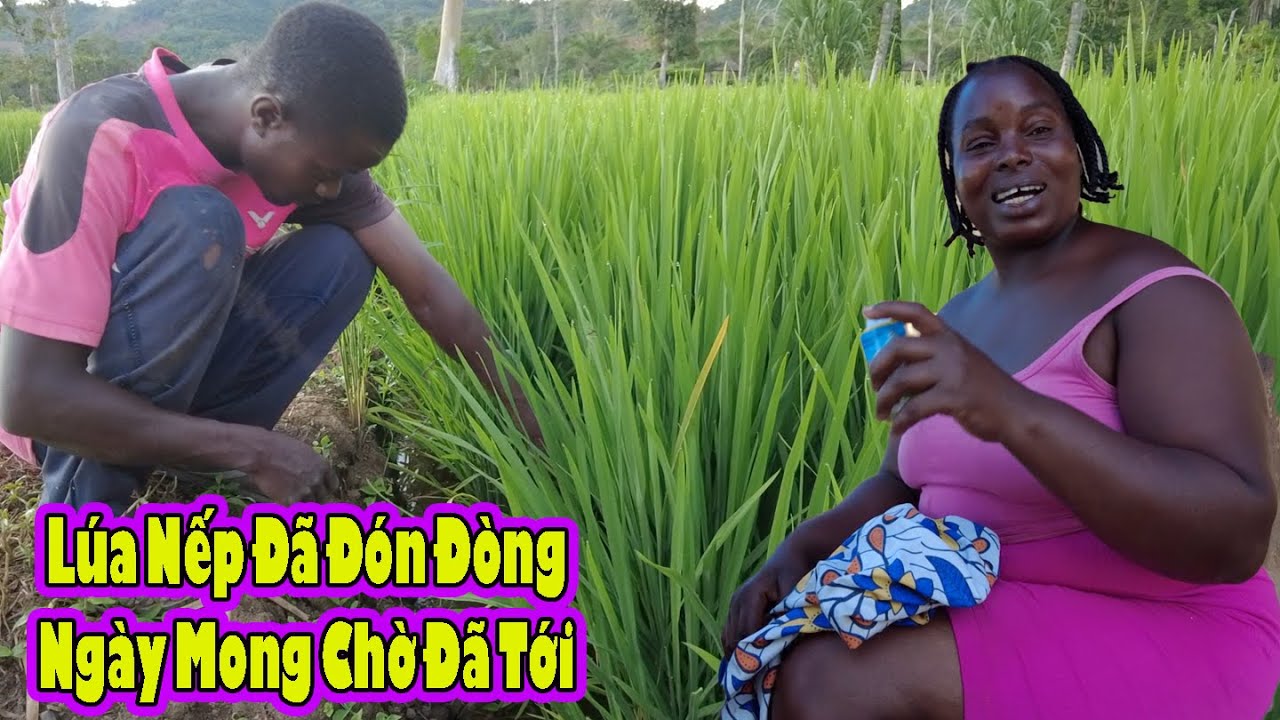 Cho Gia Đình Châu Phi vay phân để chăm lúa||2Q VLogs Cuộc Sống Châu Phi