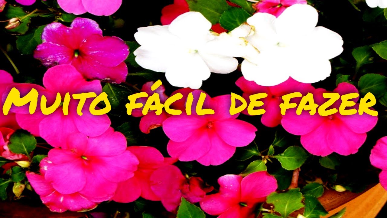 COMO FAZER MUDAS DE BEIJOS / SUMPATIENS / MARIA SEM VERGONHA - fiz muitas mudas.