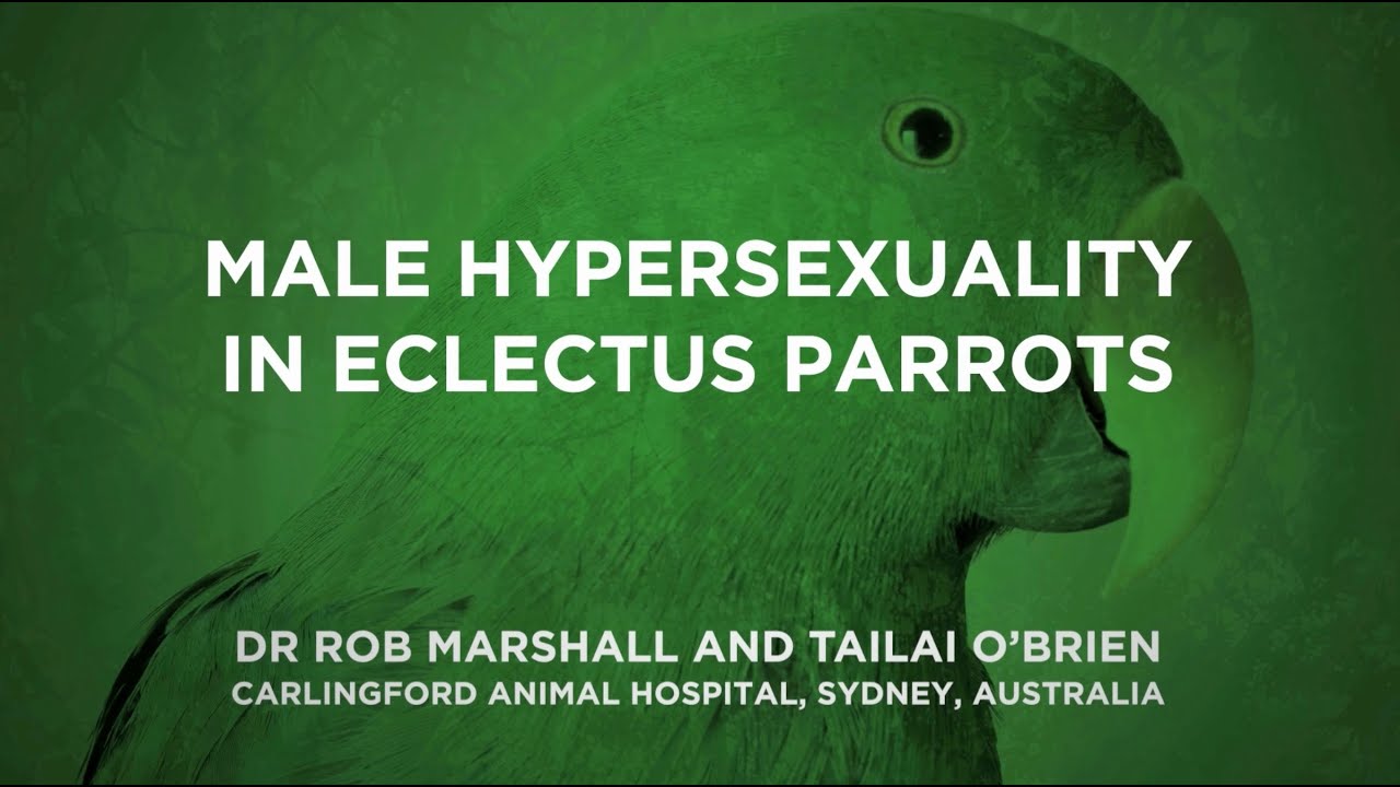 Male Hypersexuality in Eclectus Roratus (Eclectus Parrot)