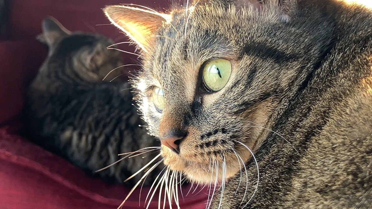 夕日と猫