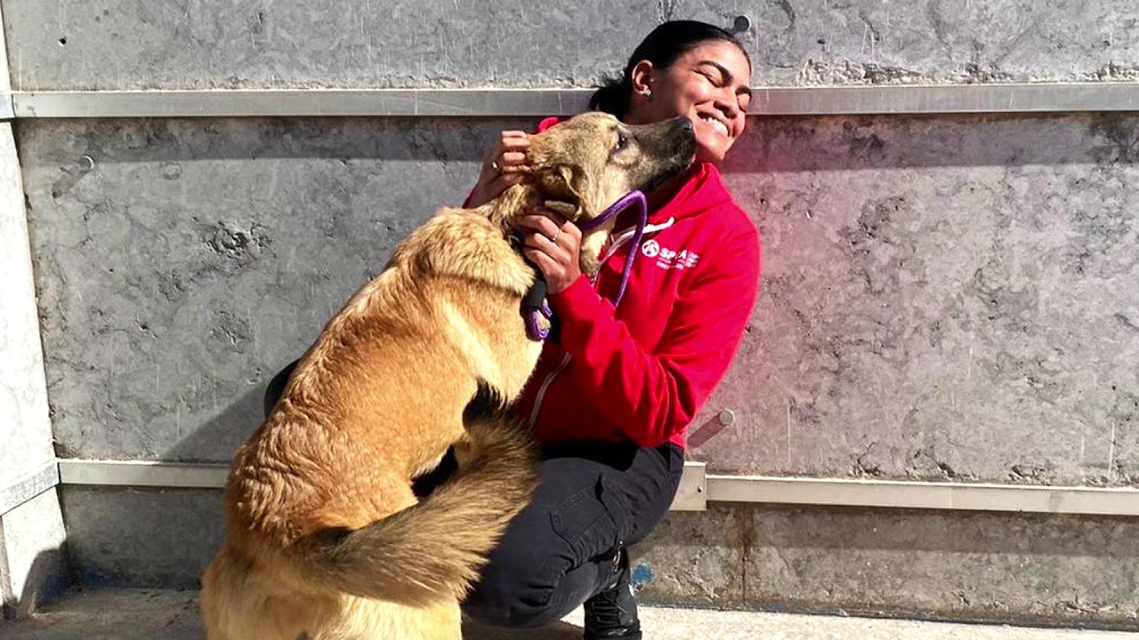 2019 Year in Review! So Many Animals Rescued! | Global Animal Rescue | SPCA International