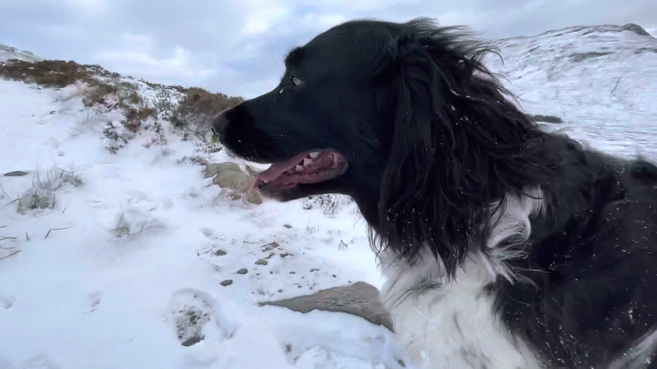 Winter dog walking up Devils Staircase. West highland way