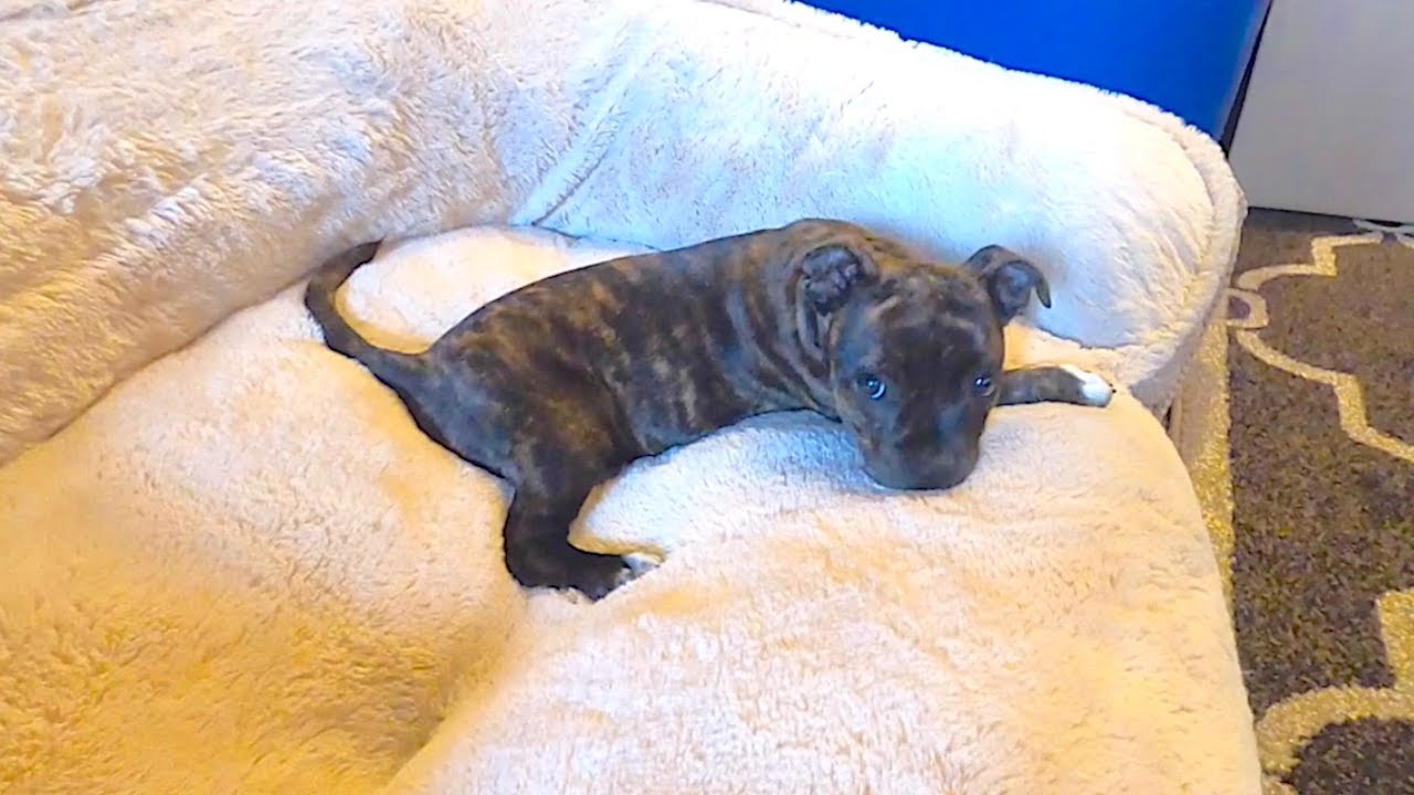 OMG! Funniest Puppy ever!