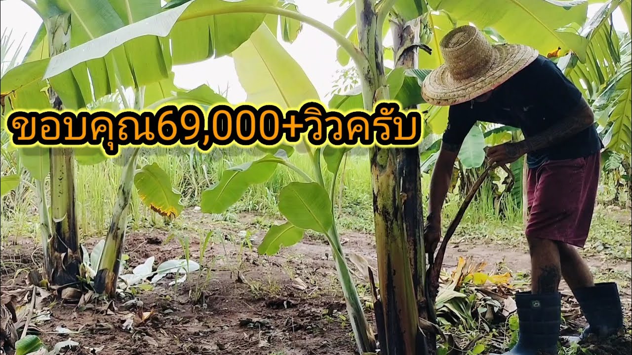 วิธีตัดแต่งกอกล้วยและใบ ให้ไล่ระดับ ลูกดก เครือใหญ่ได้หวีเยอะ