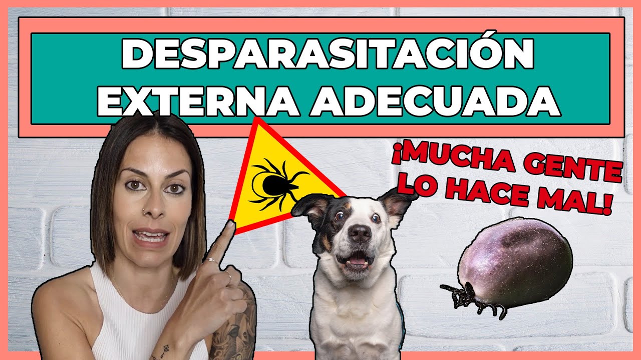 PARÁSITOS EN PERROS Y GATOS ⚠ | ¿CÓMO terminar con PULGAS, GARRAPTAS y LEISHMANIA? 👍😎