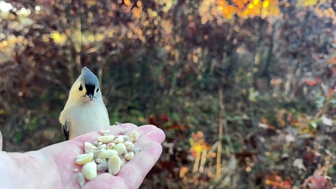 Hand-feeding Birds in Slow Mo - Black-capped Chickadees, Tufted Titmouse