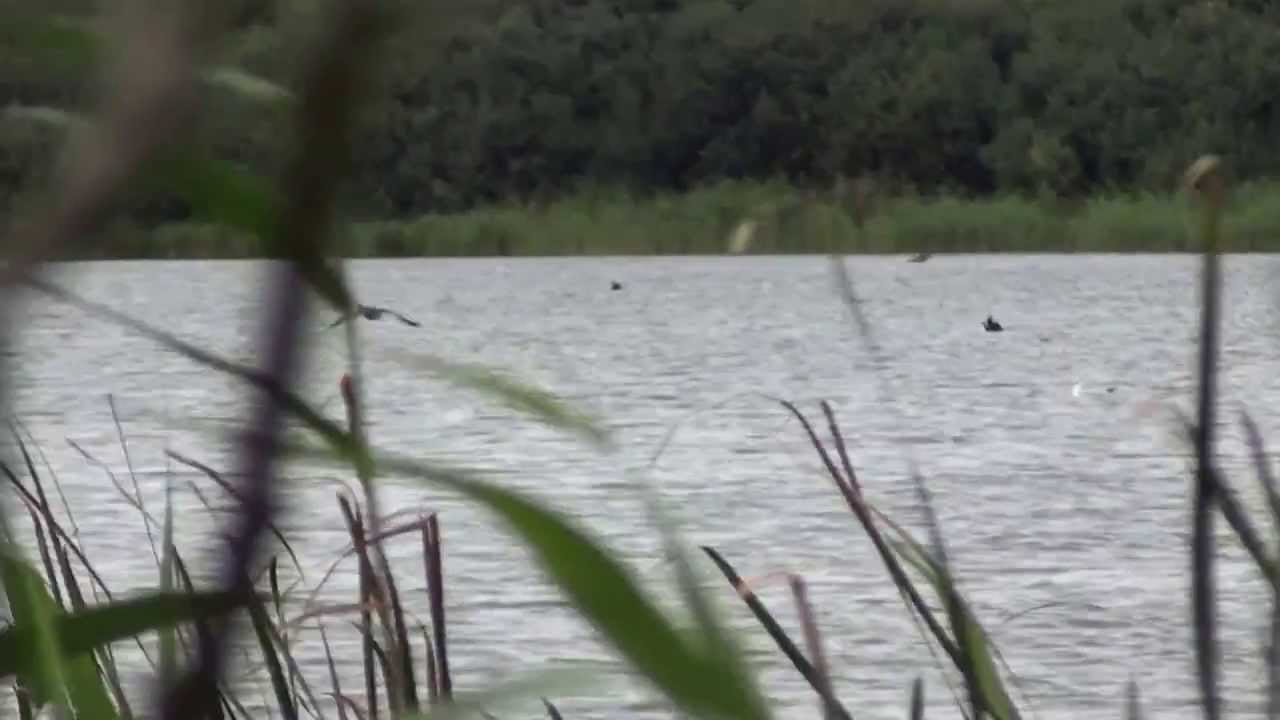 Hammersee - Juist 12.09.2013