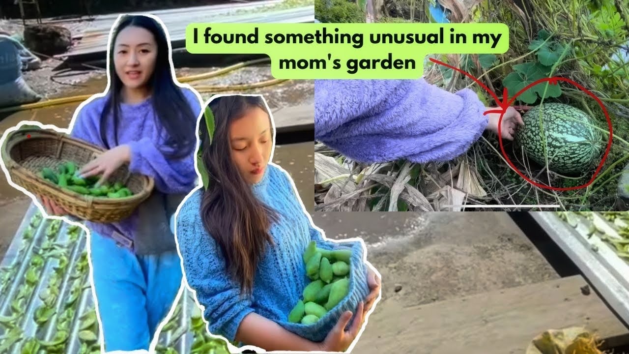 Drying vegetables for winter (before snowfall)|| Tawang, Arunachal || life In a Himalayan village