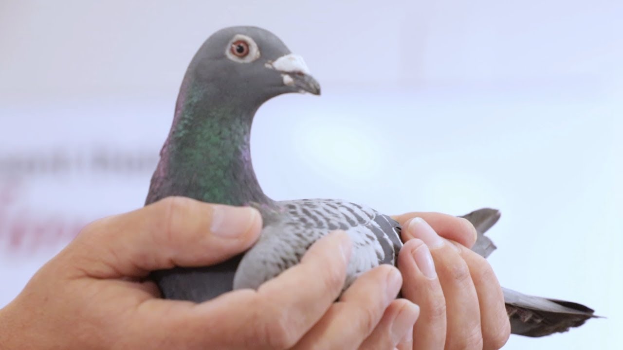 Presentation of super breeding pigeon Kadootje