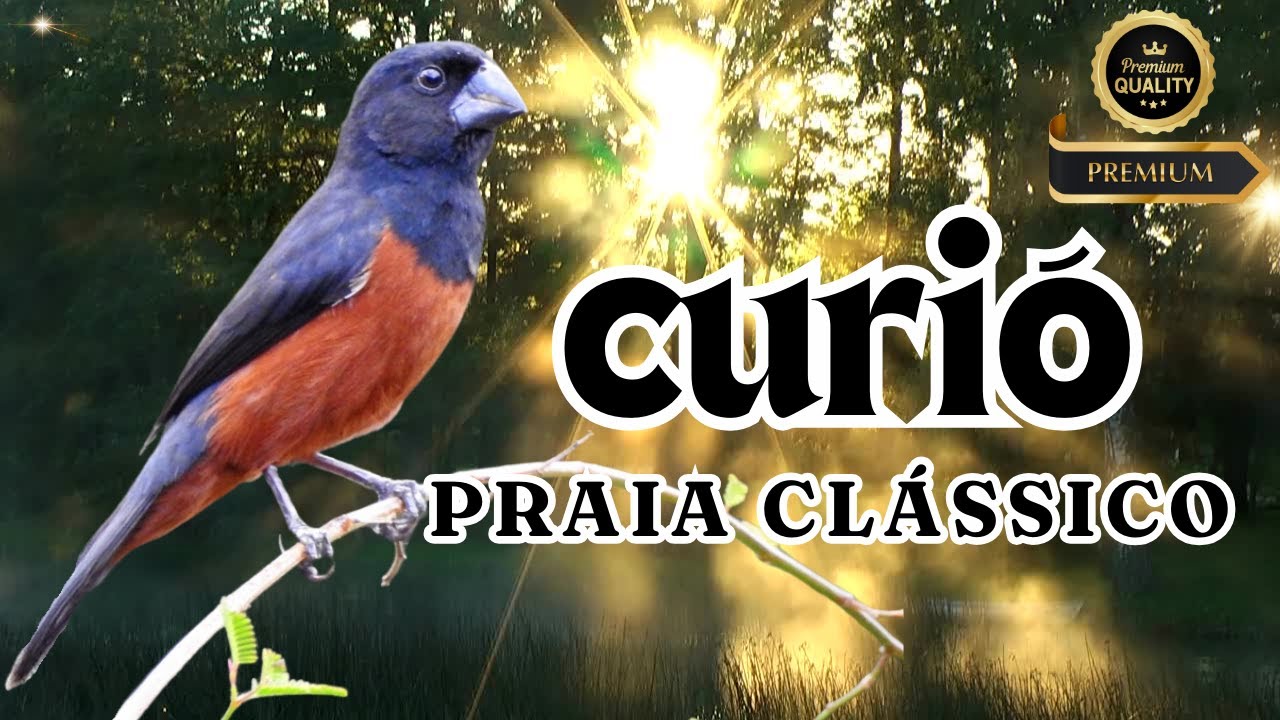 11 horas de canto praia clássico!