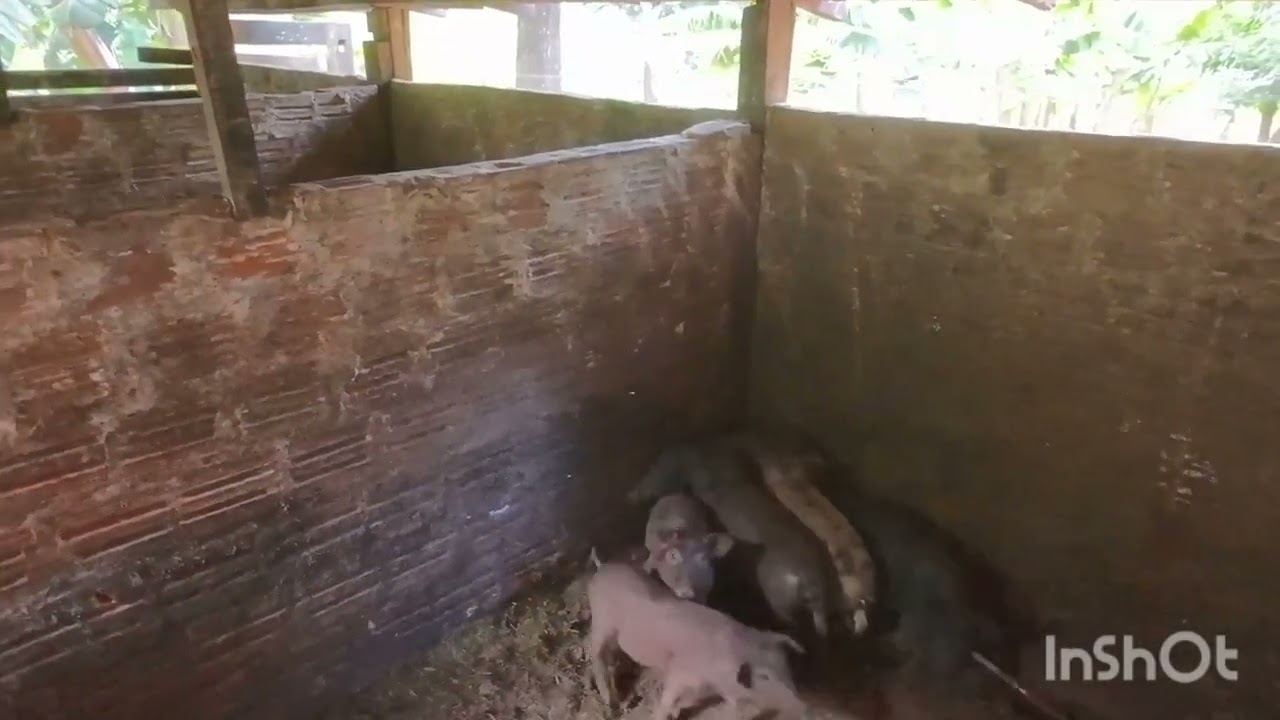 Aventura no sítio. Explorando Com drone. 