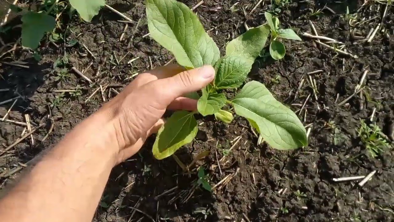 Реакція⚠️⚠️⚠️ соняшника в фазі 2-4 листа на 40гр Геліантекса♻️, вилив 50л/га🚰✅!!!