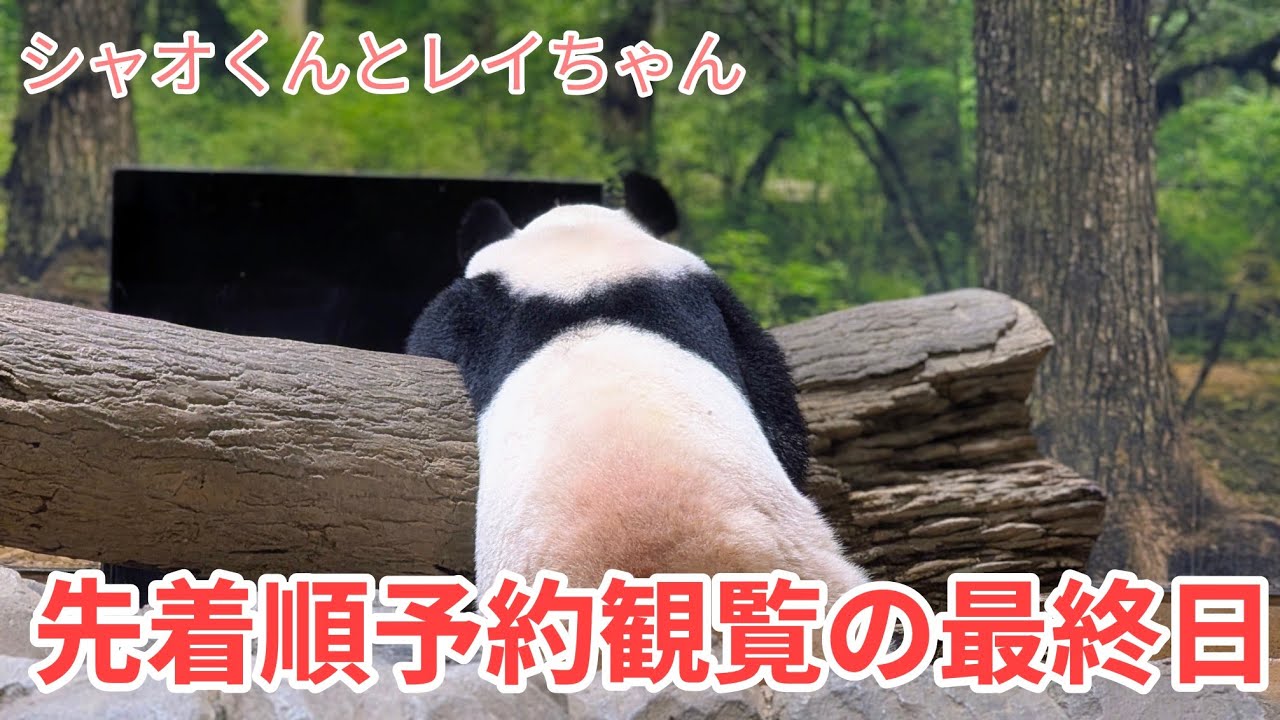 シャオくんとレイちゃんの先着順予約観覧の最終日の最後の観覧の様子　プレイバック動画　2026.01.12【双子のジャイアントパンダ:レイレイ/シャオシャオ】