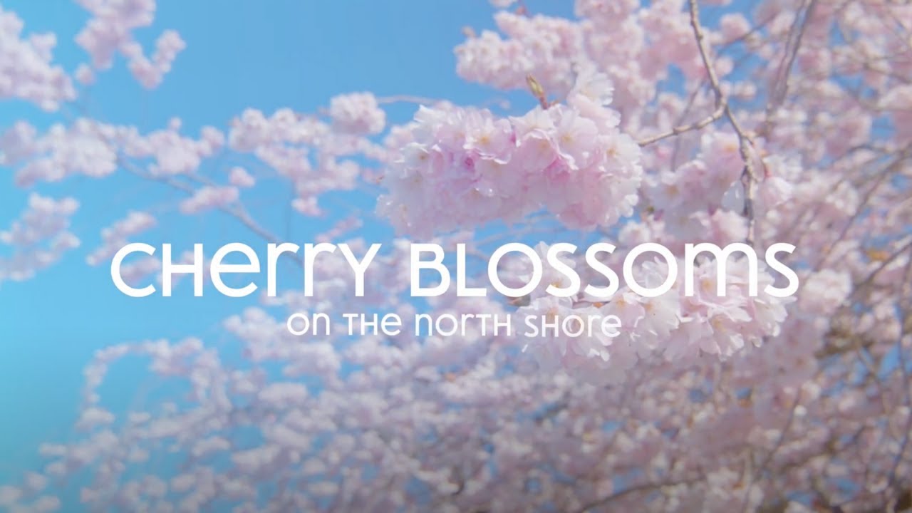 Vancouver's North Shore: Top 3 Cherry Blossom Spots