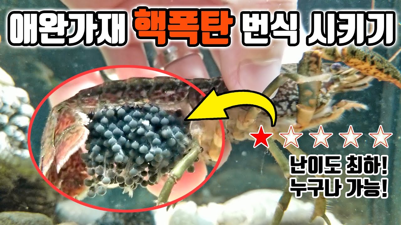역대급 가재번식 성공!! 8마리가 동시에 포란을? 새끼가재가 2천마리?