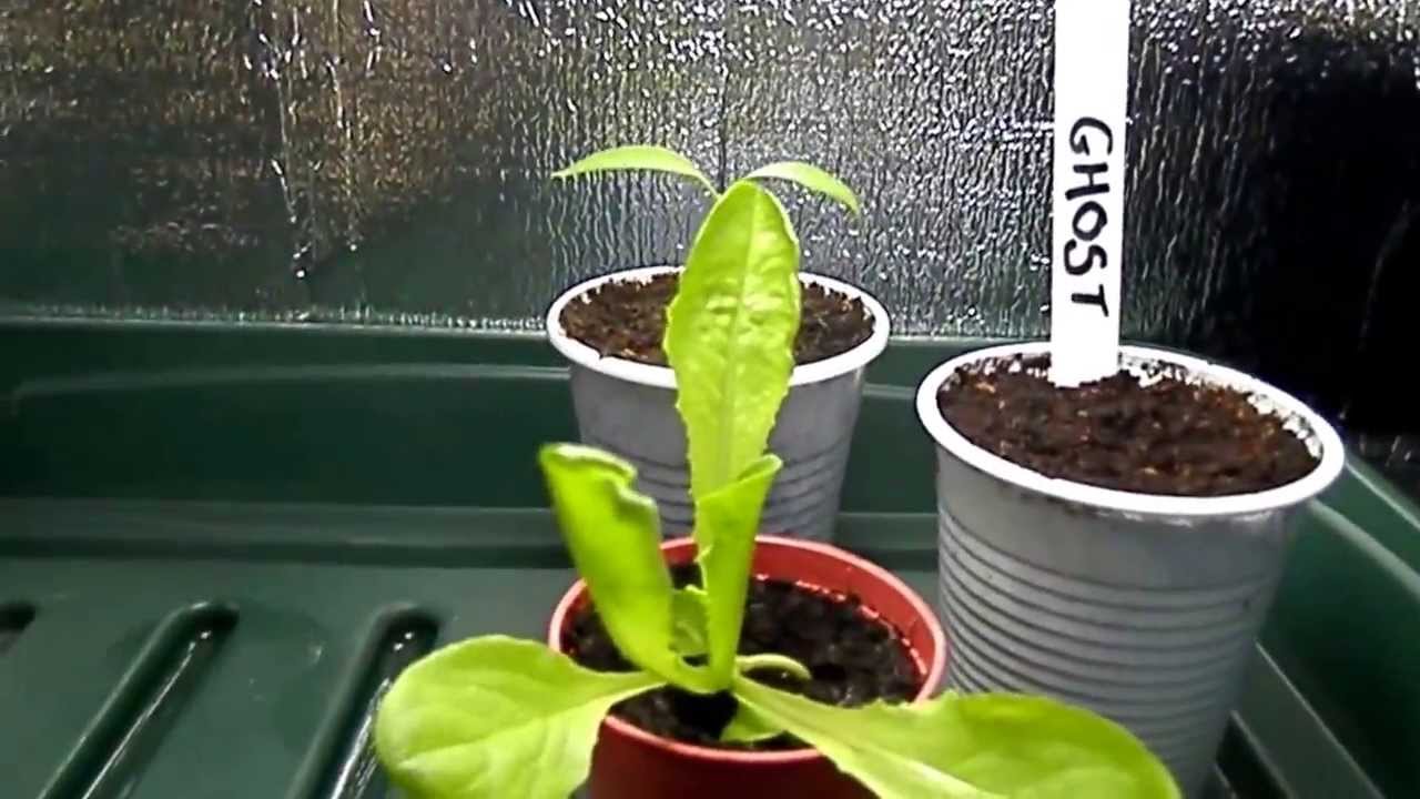 Indoor Grow Room Tour 13/11/2013
