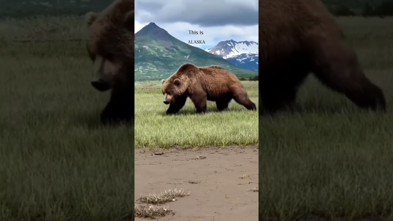 Alaska: A Traveler's Paradise #shorts #travelalaska