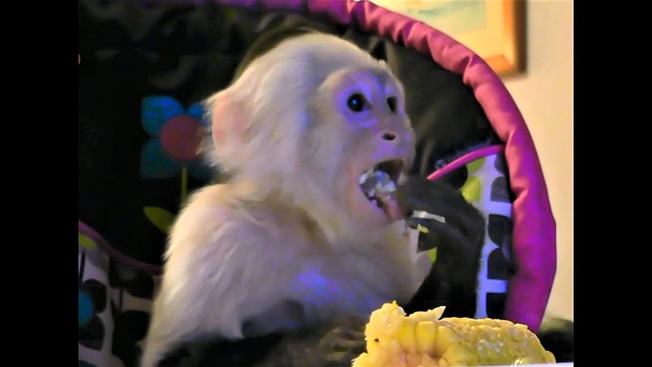 Pet Monkey Watches Her Favorite Monkey While She Eats