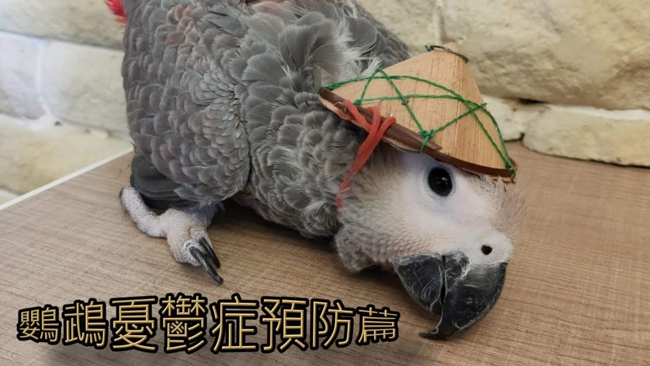 【屈原之天下鳥事】鸚鵡憂鬱症預防篇~如何有效預防鸚鵡憂鬱症（ft.精鵡瘋雲
