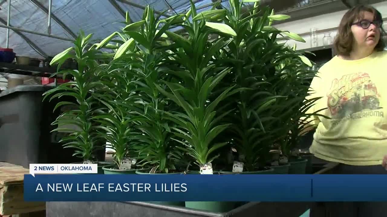 A New Leaf clients prepare Easter Lilies for customers