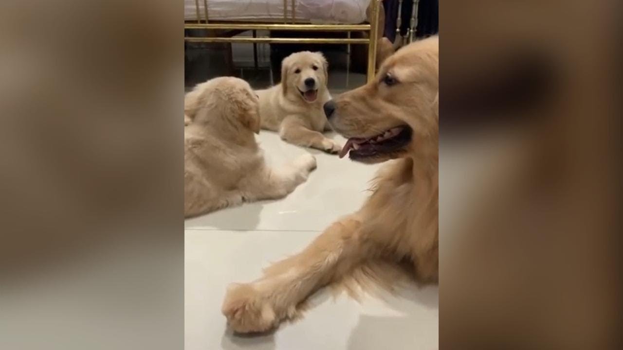 TRIPLE S LIVE - SANTAI SANTAI DI KAMAR MOMMY SAMBIL GIGITIN KARDUS........