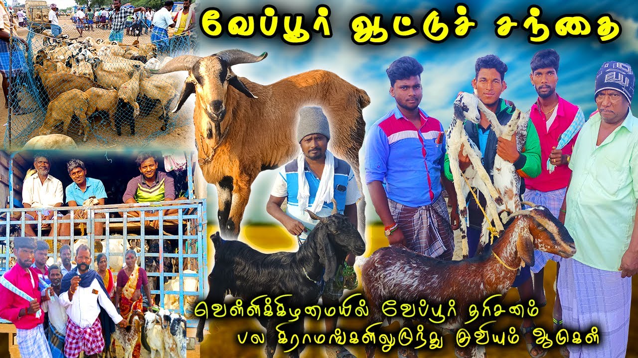 வேப்பூர் ஆட்டுச் சந்தை | Veppur aattu santhai | Veppur goat market | கொடி | செம்மறி| வெள்ளாடு ஆடுகள்