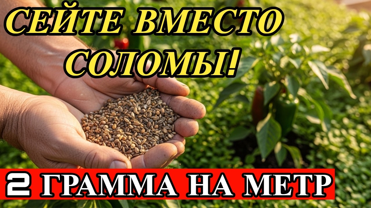 ЗАБУДЬТЕ О ПРОПОЛКЕ И МУЛЬЧЕ. 2 копеечных семечка, которые создадут «живую броню» для огорода.