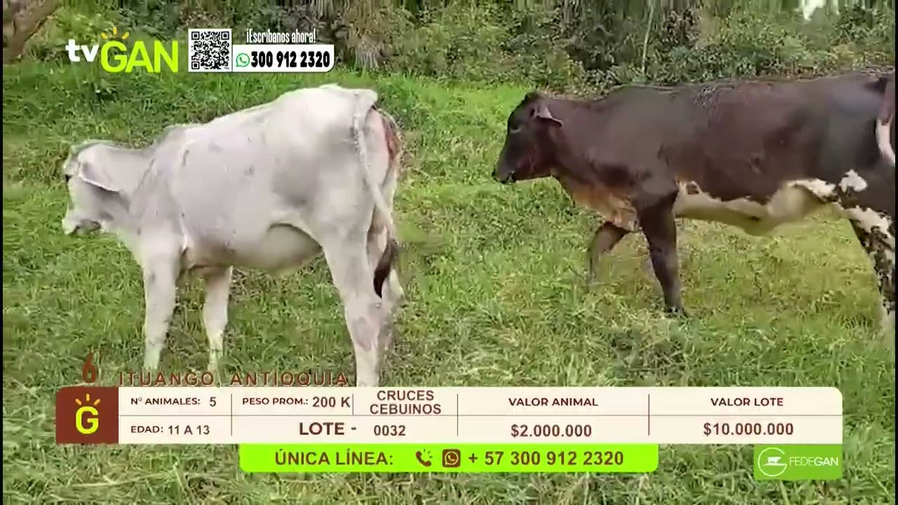 Tu vitrina ganadera- TvAgro por Juan Gonzalo Angel