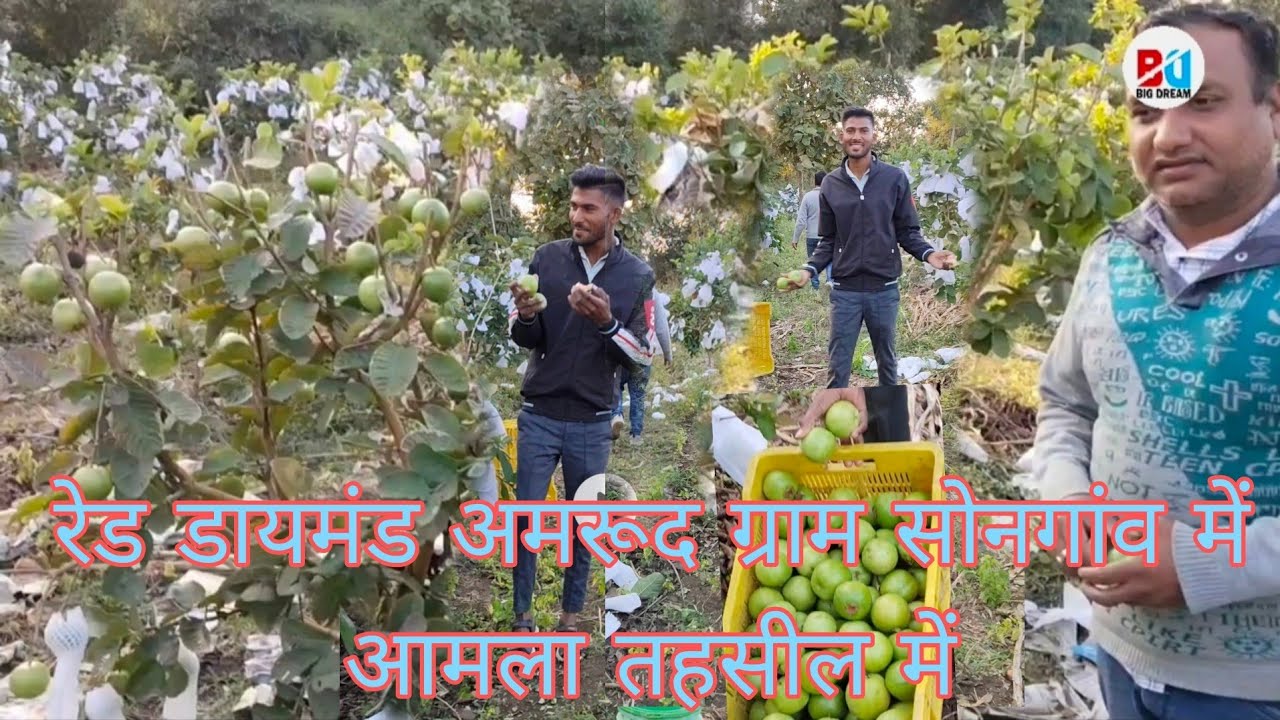 bd organic channel pr red dimond amrud ki kheti ke bare me video