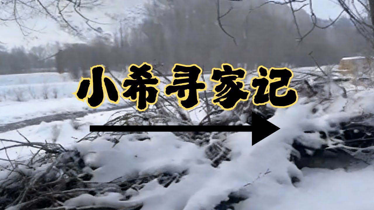 小希寻家记第 1 天！孤身闯荒野开启流浪之旅，野外生存挑战正式上线 #野外生存 #流浪 #户外