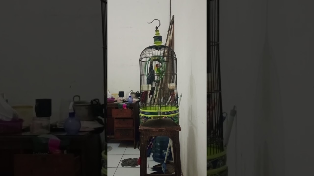 LOVEBIRD KONSLET JANTAN SINGLE