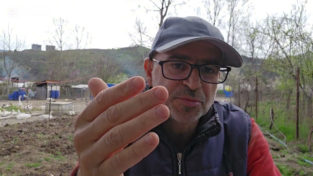 100 KAZ İLE AYDA 110 BİN PARA NASIL KAZANILIR #kaz #hobibahçesi #duck #horoz #pets #hindi #kompost #