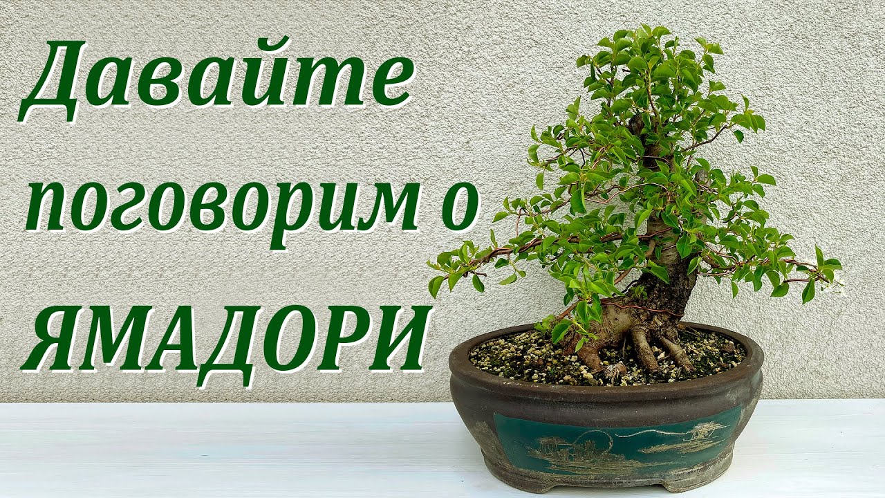 Давайте поговорим о ямадори.