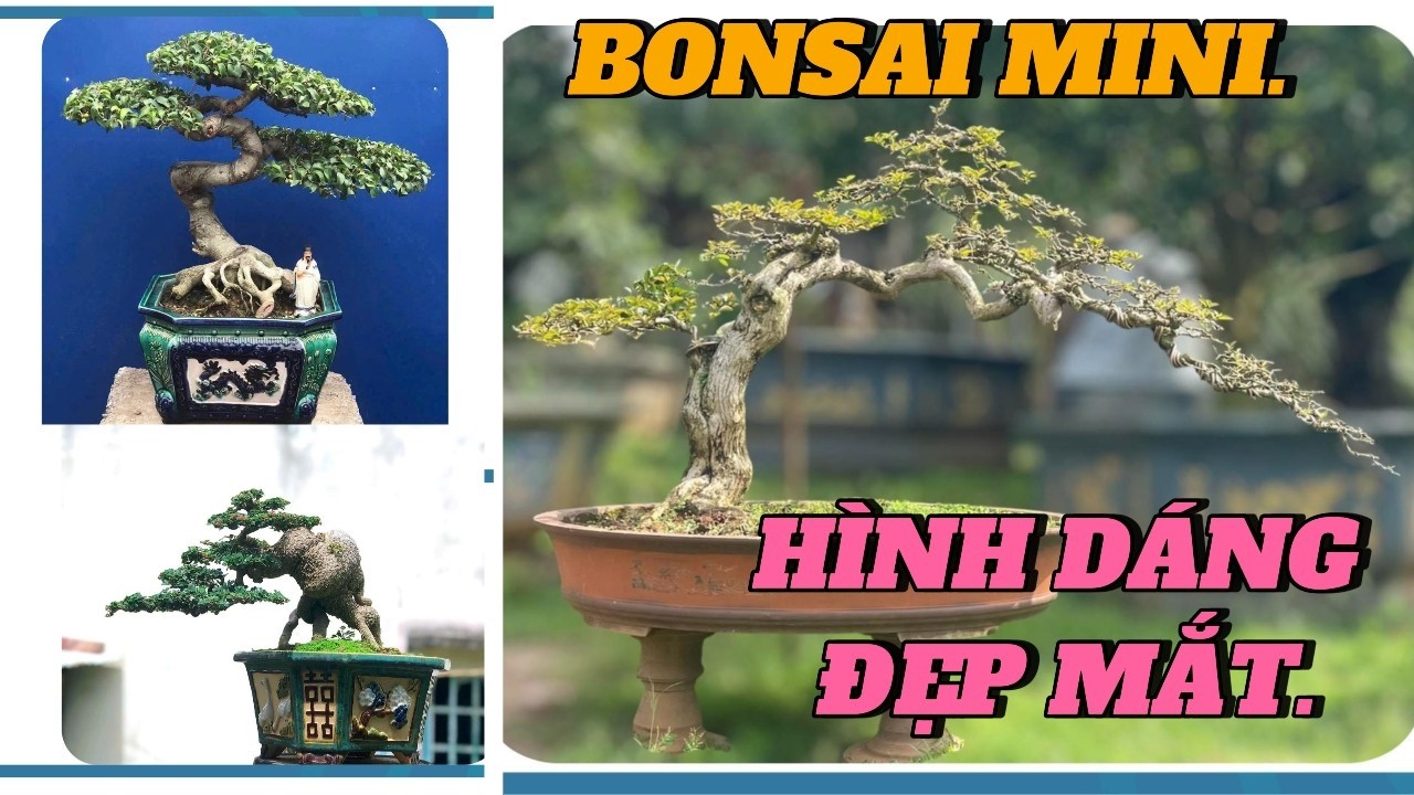 C&acirc;y cảnh bonsai thu nhỏ đ&atilde; trở th&agrave;nh  trong những xu hướng ph&aacute;t triển chủ đạo của bonsai ng&agrave;y nay