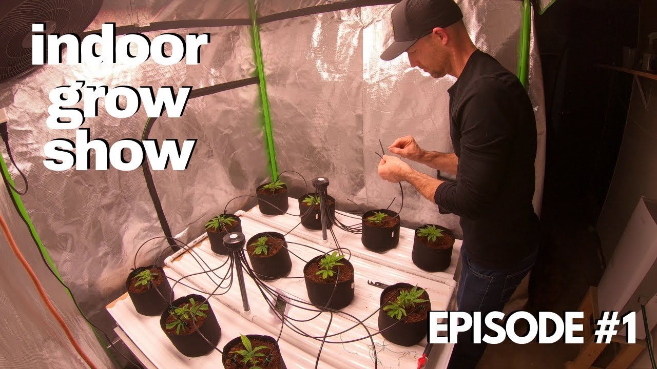 My Indoor Cannabis Grow Show // Ep.1
