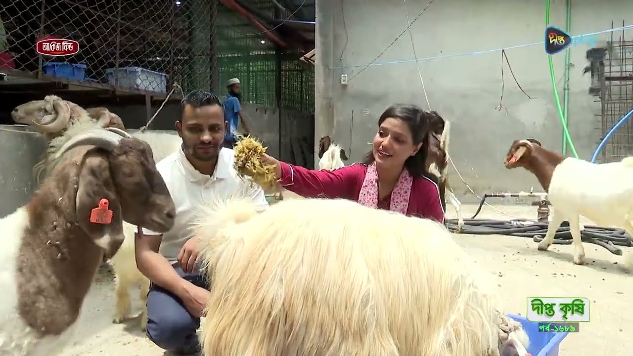 DEEPTO KRISHI l বাজেট ১.৫ লাখ হলে ডরপার ভেড়া কিনতে পারেন। l Dorper Sheep Affordable l Deepto Tv