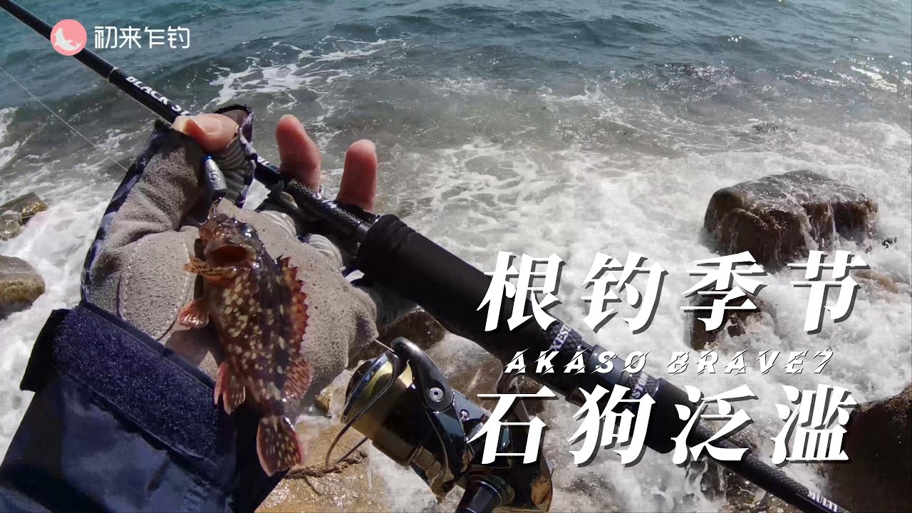 小根季節到來，石狗公魷魚釣不停，釣魚小技巧分享