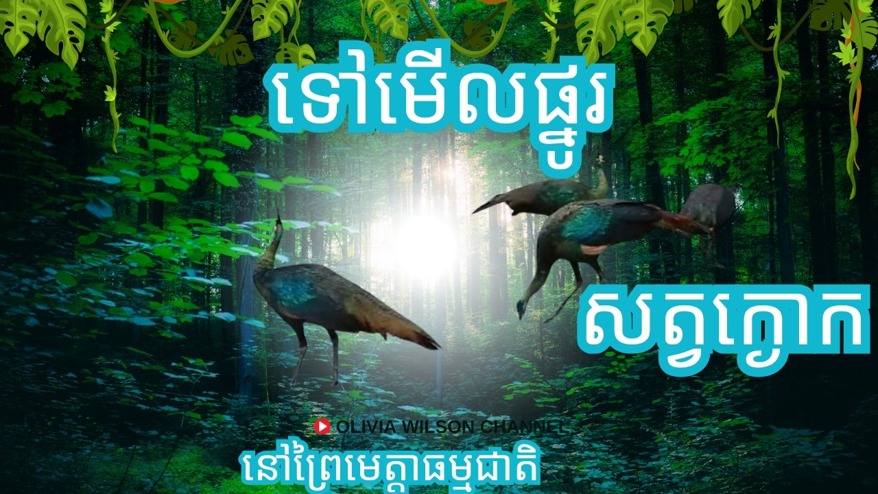 ផ្នូរសត្វក្ងោក
