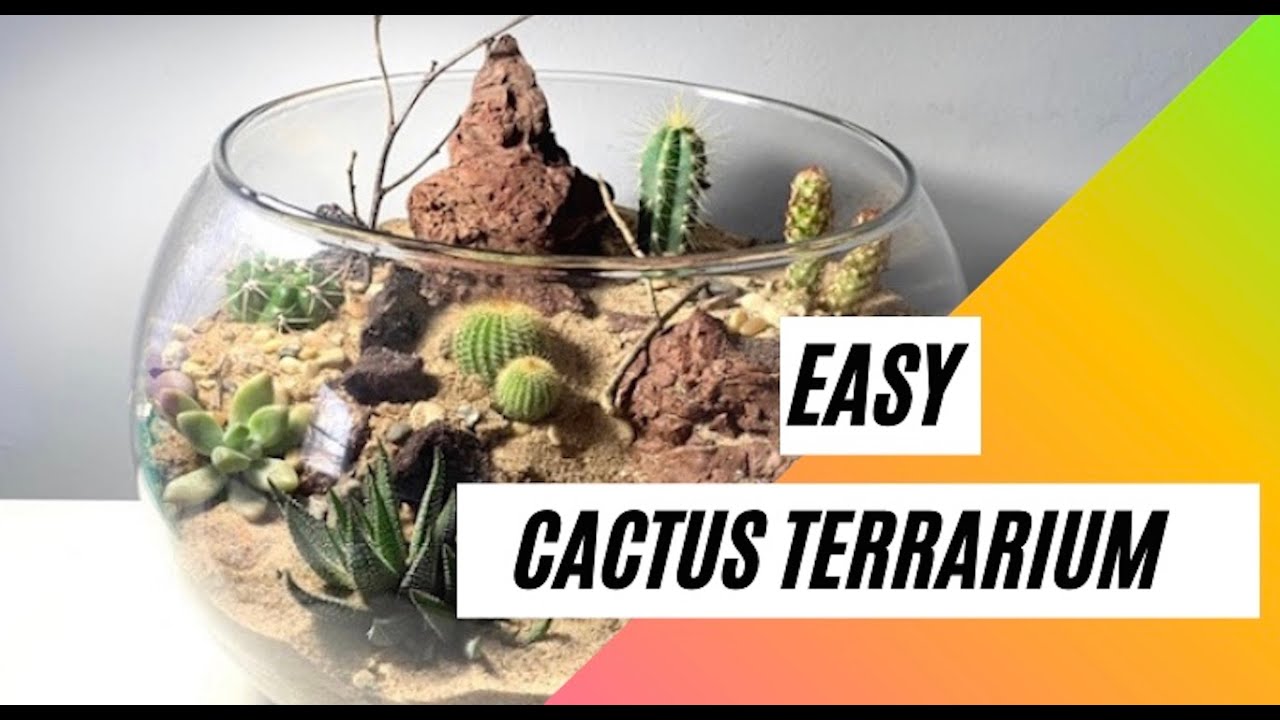 How to make a Cactus Terrarium