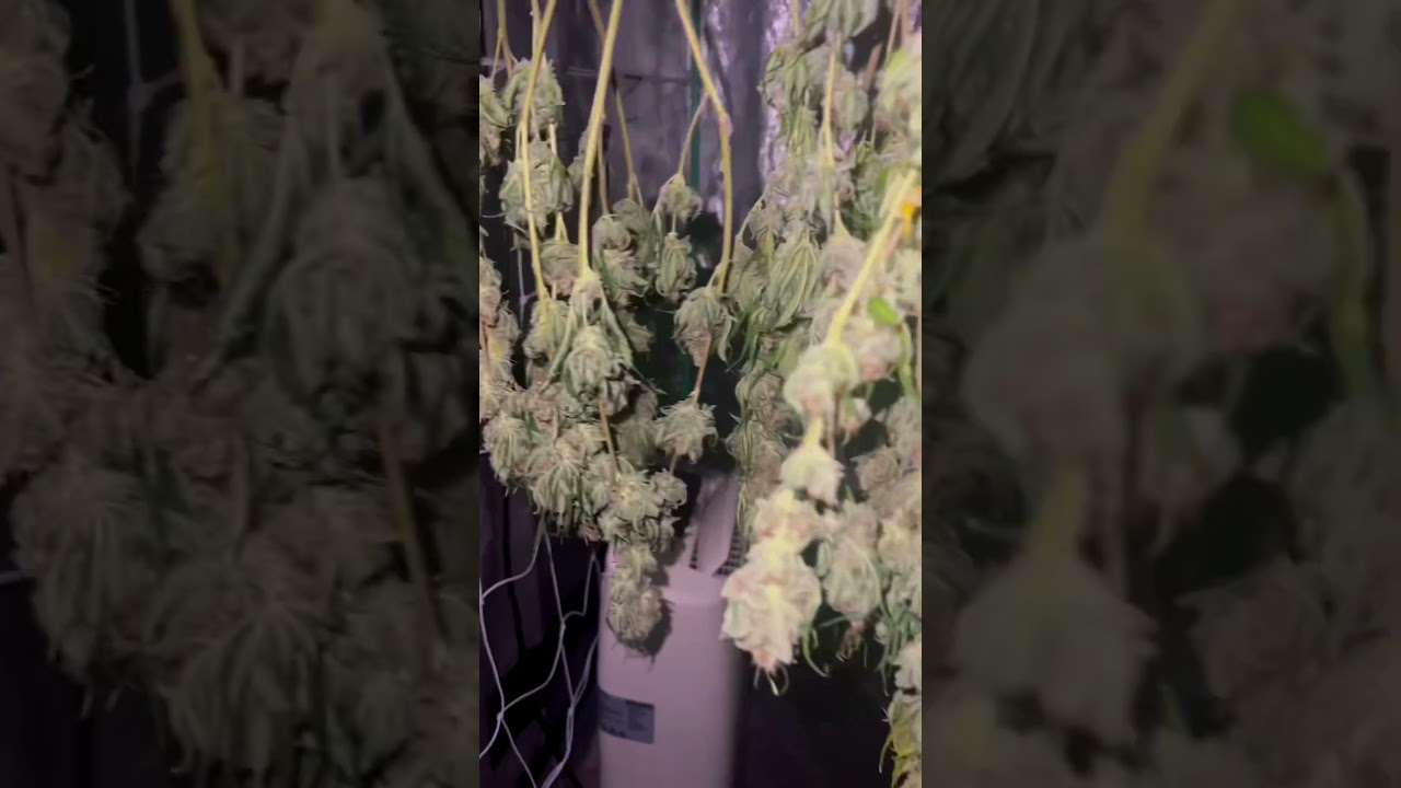 Seeds to harvest (special queen ​⁠@royalqueenseedsglobal ) by Frost Farmer. @acinfinity on the S44