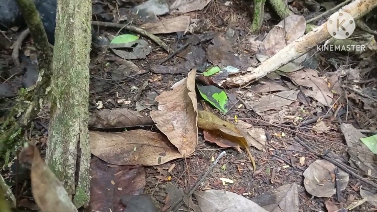 Fui na mata ve uma ceuva de paca veja como foi bom 