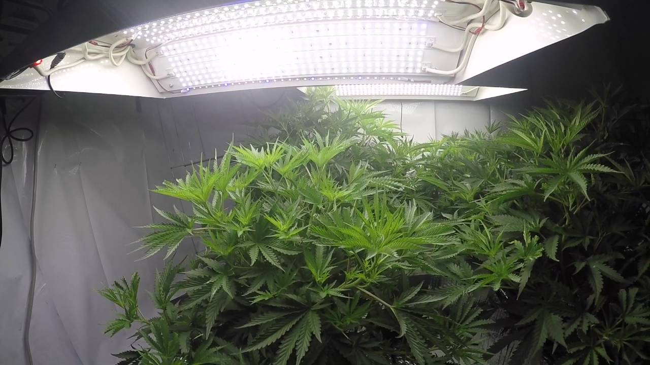 RDWC - Week 1 of Flower Tangieland in the Current Culture H2O UnderCurrent