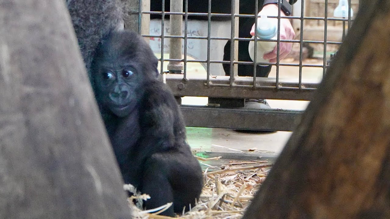 Baby Makongo Prefers Vegetables Over the Bottle